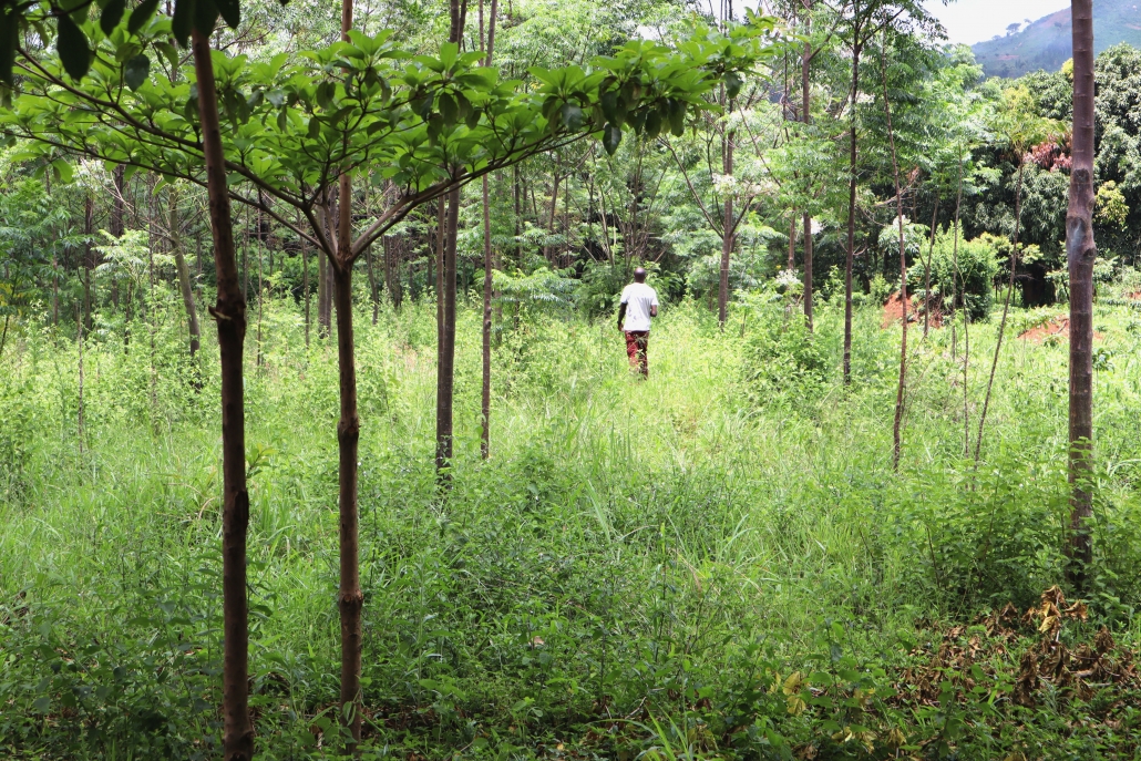 Bild Wald Uganda 500x250