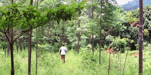 Bild Wald Uganda 500x250