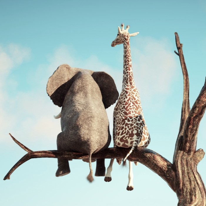 Elefant und Giraffe auf Baum shutterstock_2253642245