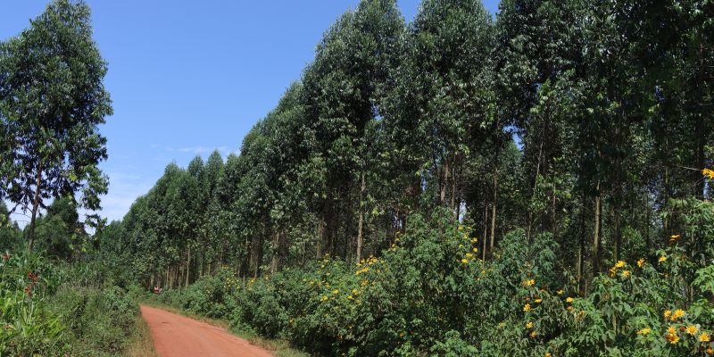 Steilpass Wald 400x800