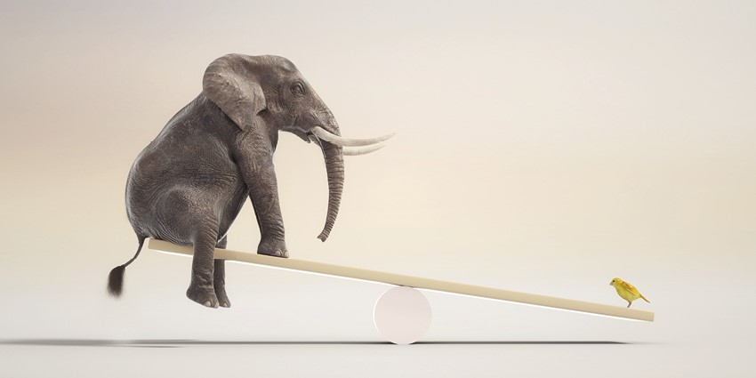 Wippe.Elefant.Vogel_850x425