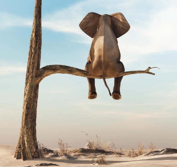 header_2_Elefant_Vita_1920x700